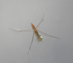 Limnoporus notabilis