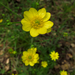 California Buttercup - Photo (c) Josh*m, some rights reserved (CC BY-NC-SA)