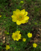 California Buttercup - Photo (c) Josh*m, some rights reserved (CC BY-NC-SA)