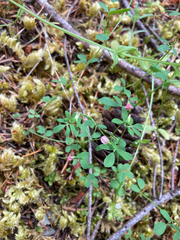 Acmispon parviflorus
