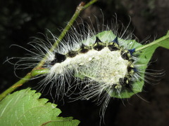 Acronicta major