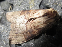 Semidonta biloba