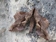 Phyllosphingia dissimilis
