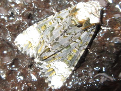 Craniophora ligustri