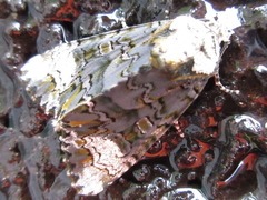 Craniophora ligustri