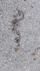 Hierophis viridiflavus carbonarius