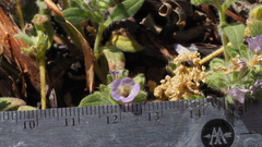 Phacelia curvipes