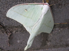 Actias