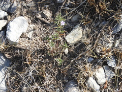 Dyschoriste linearis