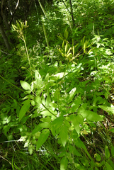 Osmorhiza occidentalis