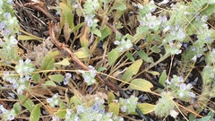Phacelia curvipes