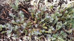 Phacelia curvipes