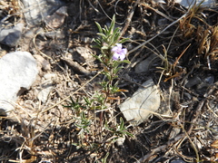 Dyschoriste linearis