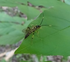 Cratichneumon paratus