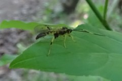 Cratichneumon paratus