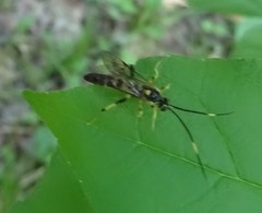 Cratichneumon paratus
