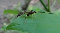 Cratichneumon paratus