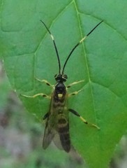 Cratichneumon paratus