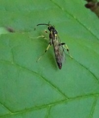 Cratichneumon paratus