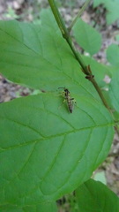 Cratichneumon paratus