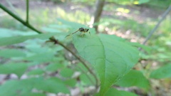 Cratichneumon paratus