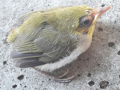 Zosterops simplex simplex