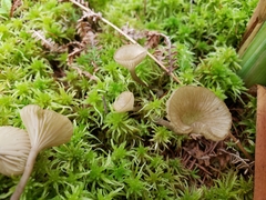 Arrhenia sphagnicola