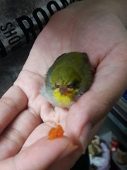 Zosterops simplex simplex