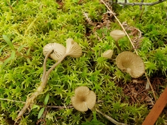 Arrhenia sphagnicola