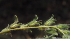 Phacelia curvipes