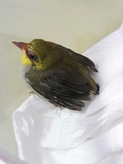 Zosterops simplex simplex