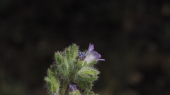 Phacelia curvipes
