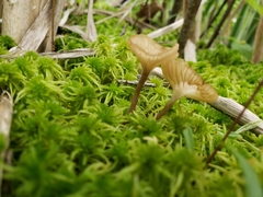 Arrhenia sphagnicola