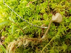 Arrhenia sphagnicola