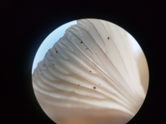 Arrhenia sphagnicola