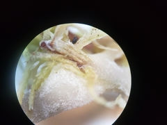 Arrhenia sphagnicola