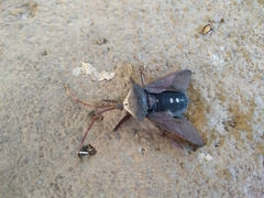 Acanthocephala declivis