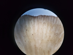 Arrhenia sphagnicola