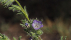 Phacelia curvipes