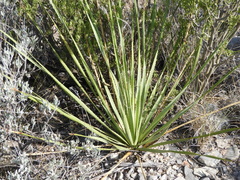 Dasylirion cedrosanum