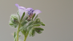 Phacelia curvipes