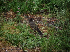 Turdus migratorius