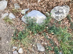 Desmodium batocaulon