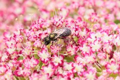 Lasioglossum imitatum