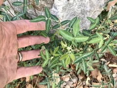 Desmodium batocaulon