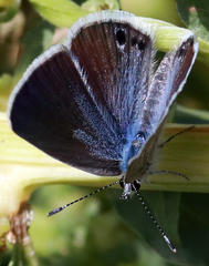 Echinargus isola