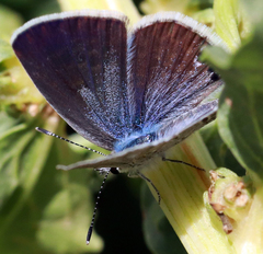 Echinargus isola