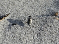 Habroscelimorpha dorsalis