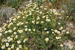 Anthemis maritima