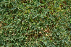 Astragalus terraccianoi